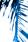 Blue Palmeira