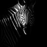 Zebra profile