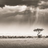 The rains in Africa