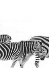 Walking Zebras