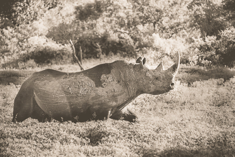 Black rhino print